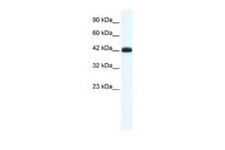 SLC2A4RG Antibody, Novus Biologicals 100 &mu;L; Unconjugated:Antibodies,